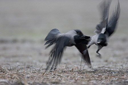 Wrony siwe (Corvus cornix)