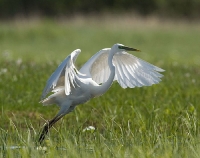 Czapla biała (Egretta alba)