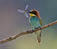 Żołna (Merops apiaster)